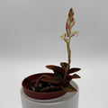 Jewel Orchid 'Ludisia Dark Leaf'