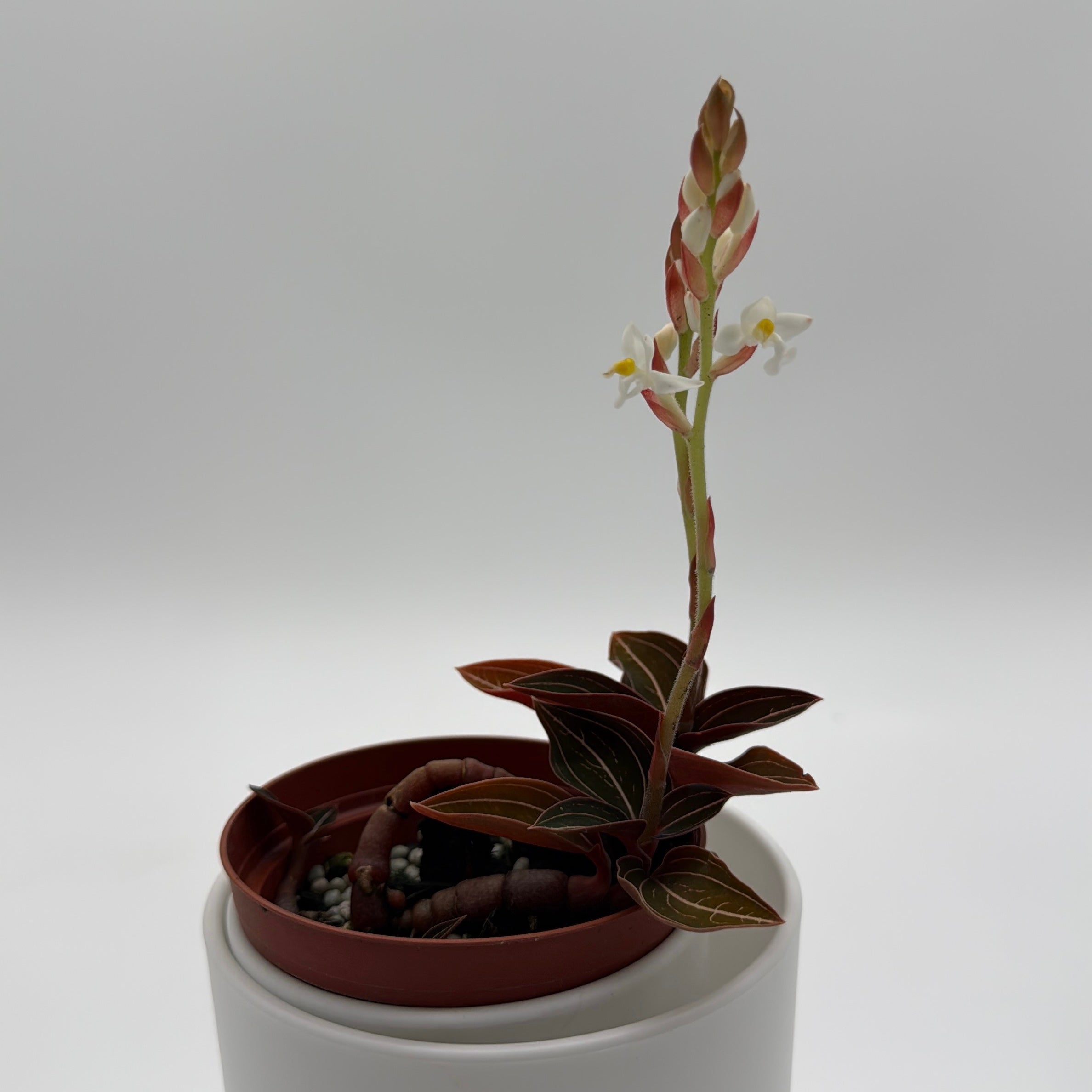 Jewel Orchid 'Ludisia Dark Leaf'