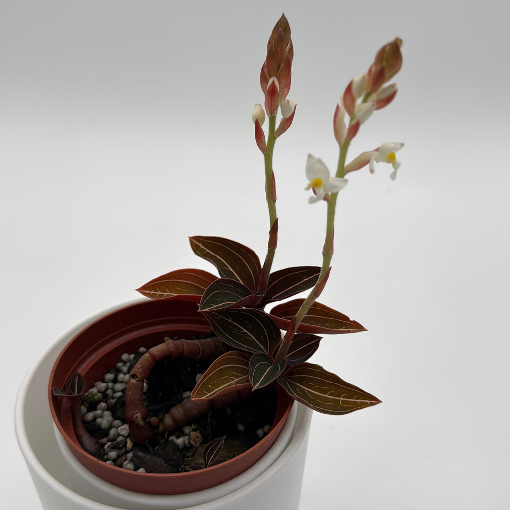 Jewel Orchid 'Ludisia Dark Leaf'