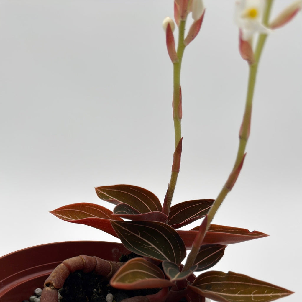 Jewel Orchid 'Ludisia Dark Leaf'
