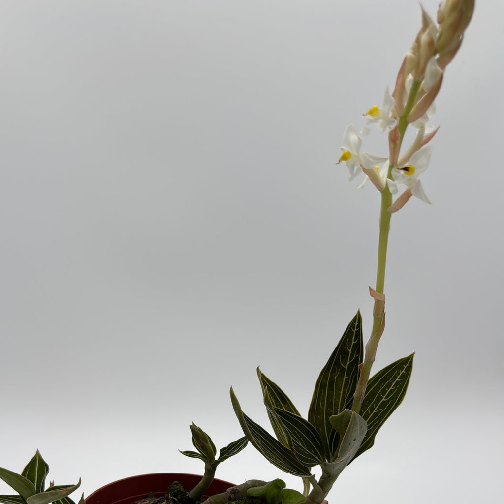 Jewel Orchid 'Ludisia Galaxy'