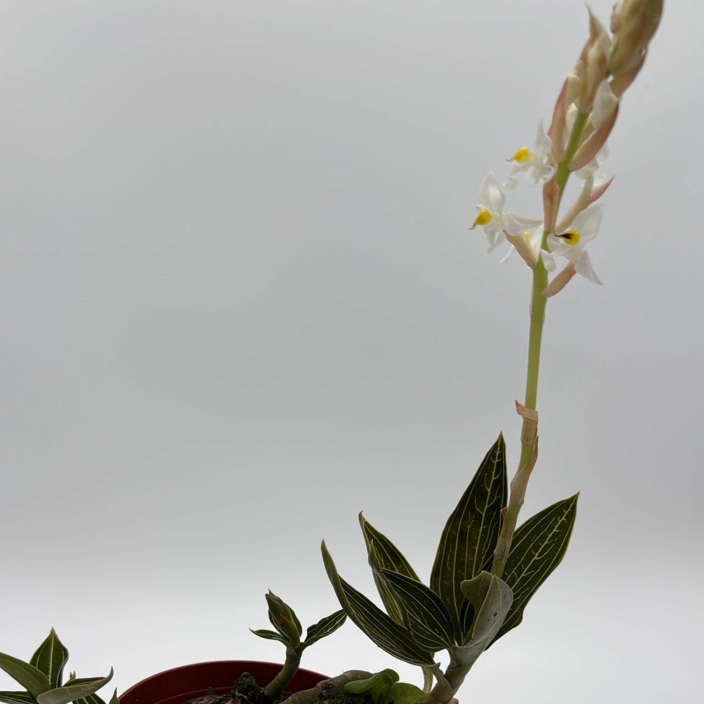 Jewel Orchid 'Ludisia Galaxy'
