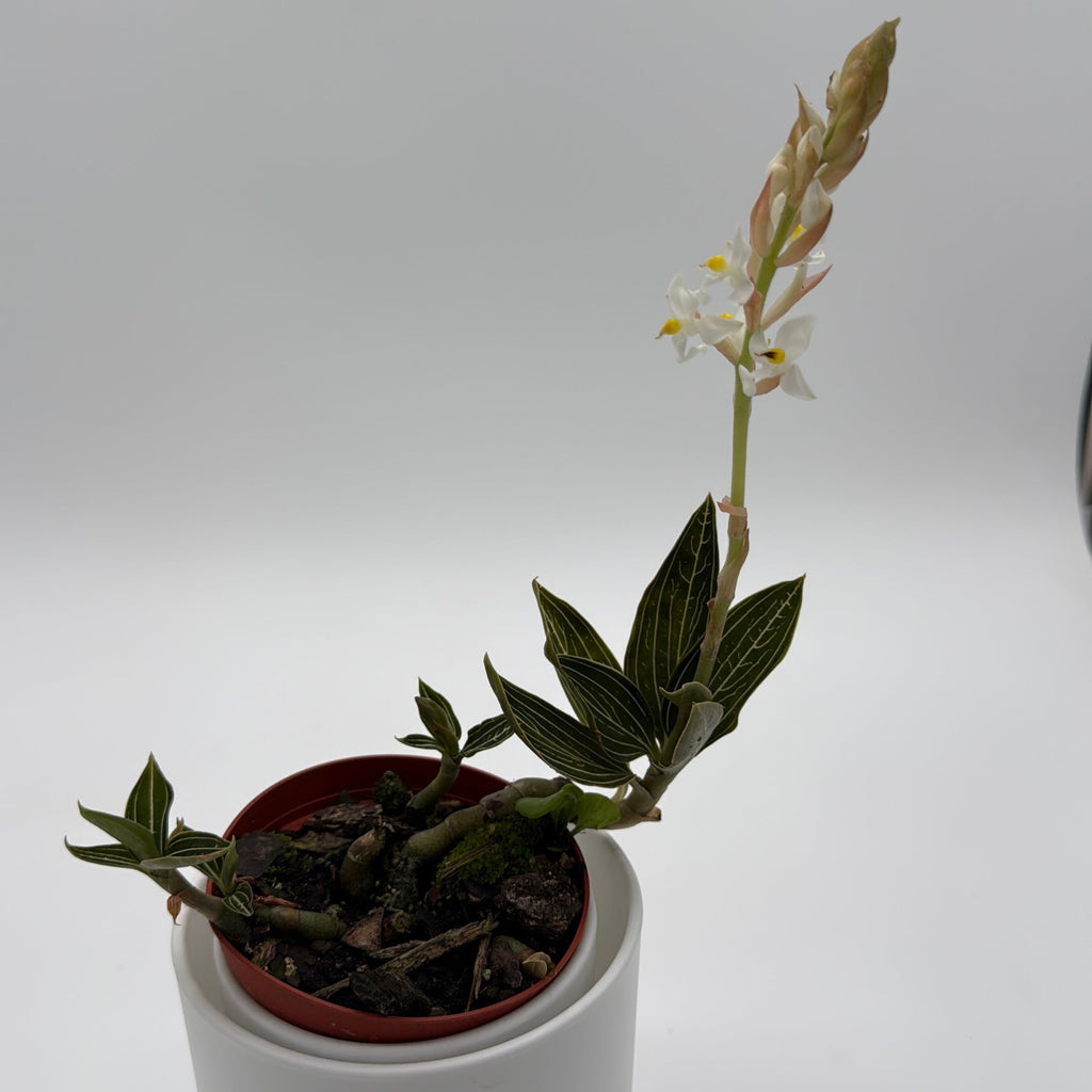 Jewel Orchid 'Ludisia Galaxy'