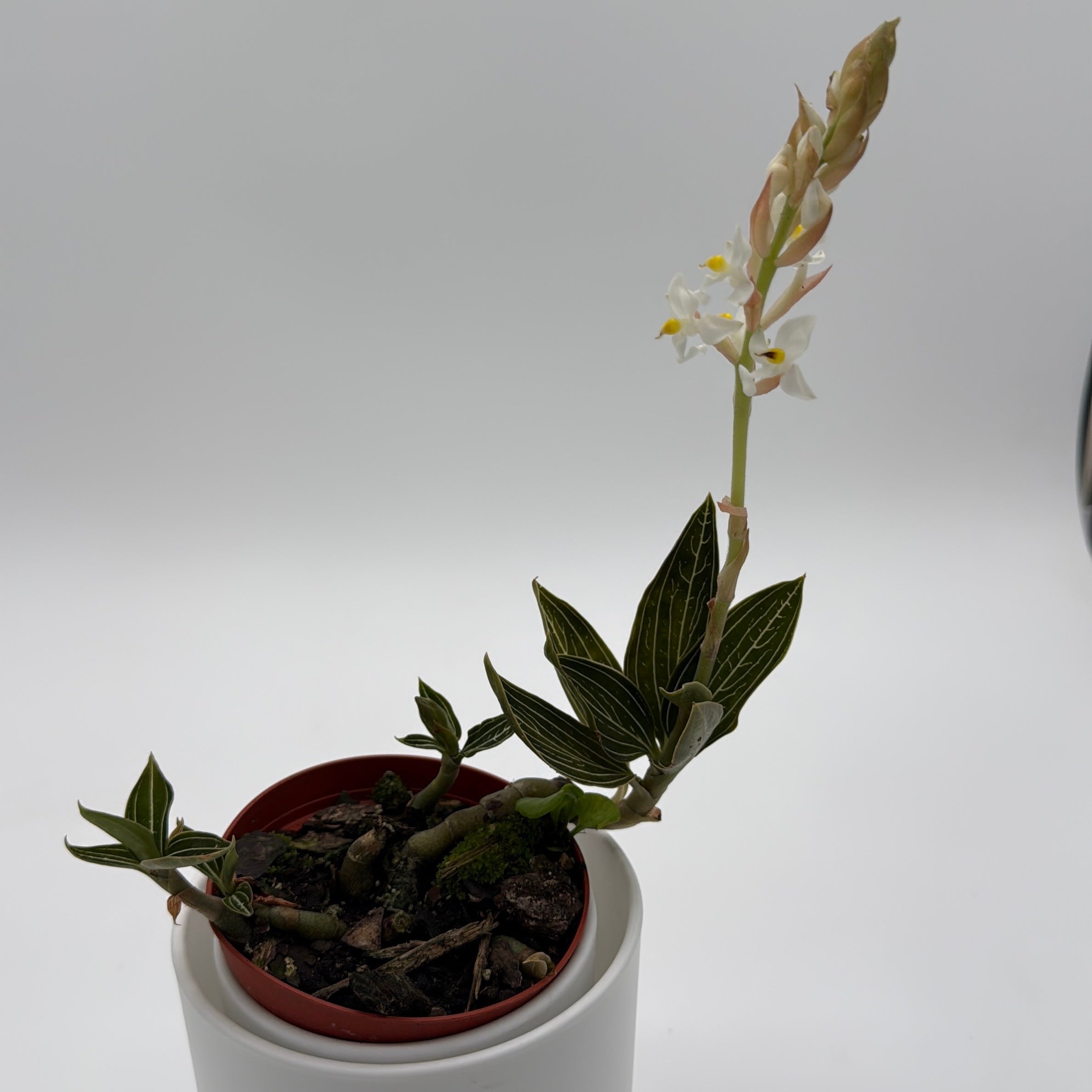 Jewel Orchid 'Ludisia Galaxy'