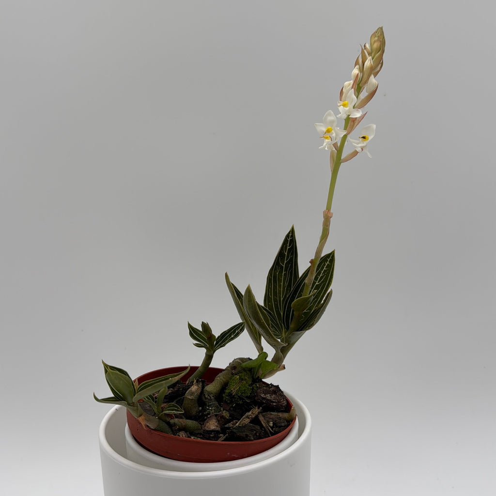 Jewel Orchid 'Ludisia Galaxy'
