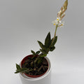 Jewel Orchid 'Ludisia Galaxy'