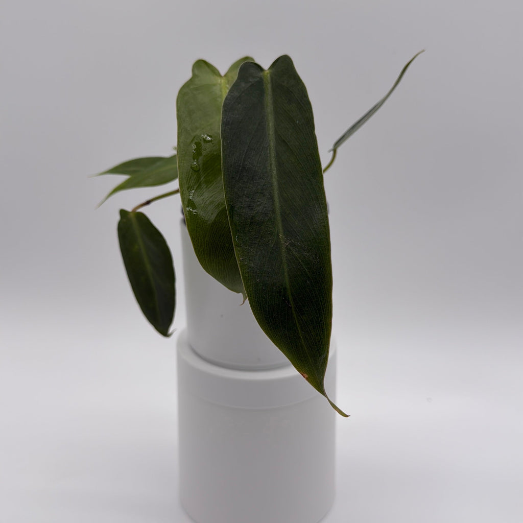 Philodendron Spiritus Sancti