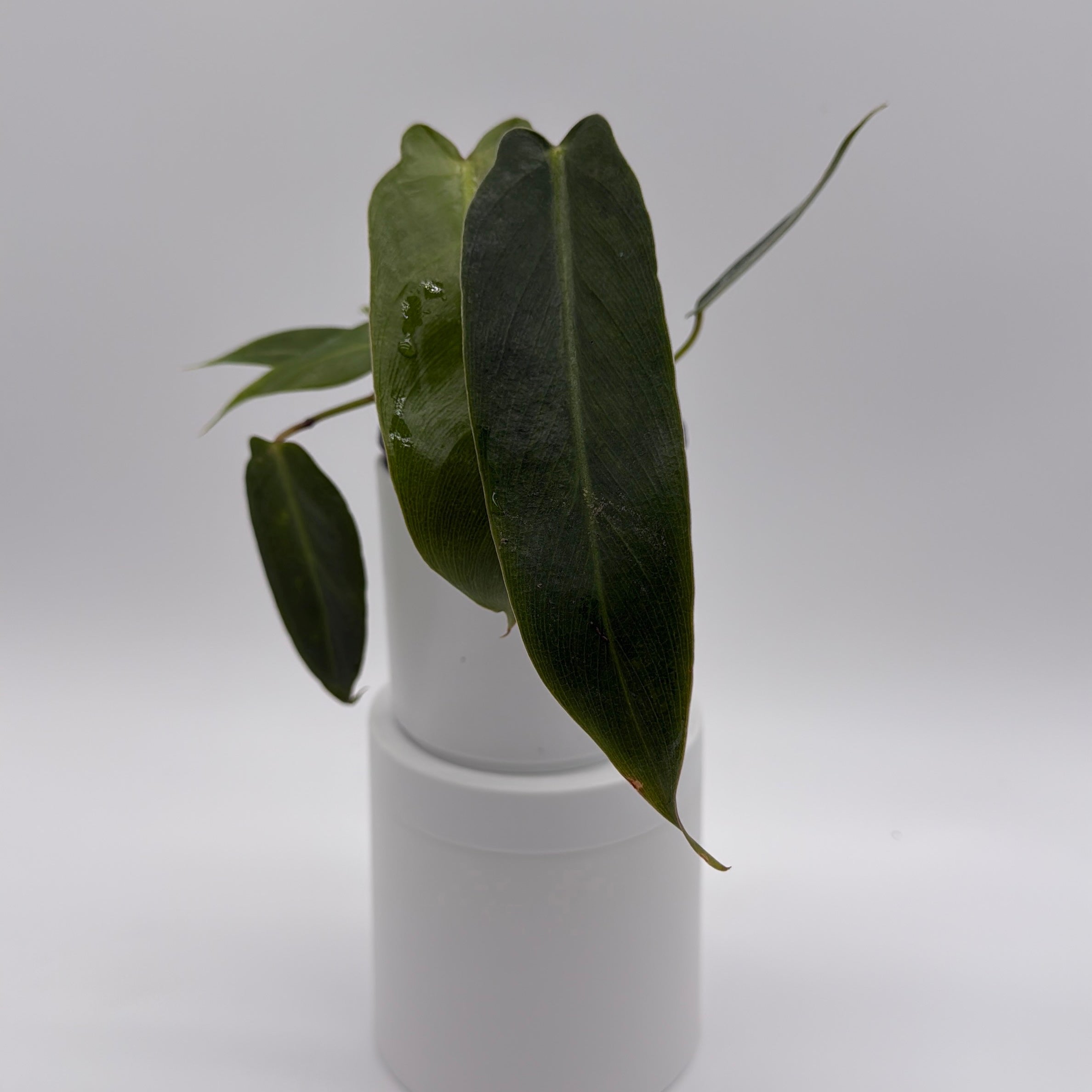 Philodendron Spiritus Sancti
