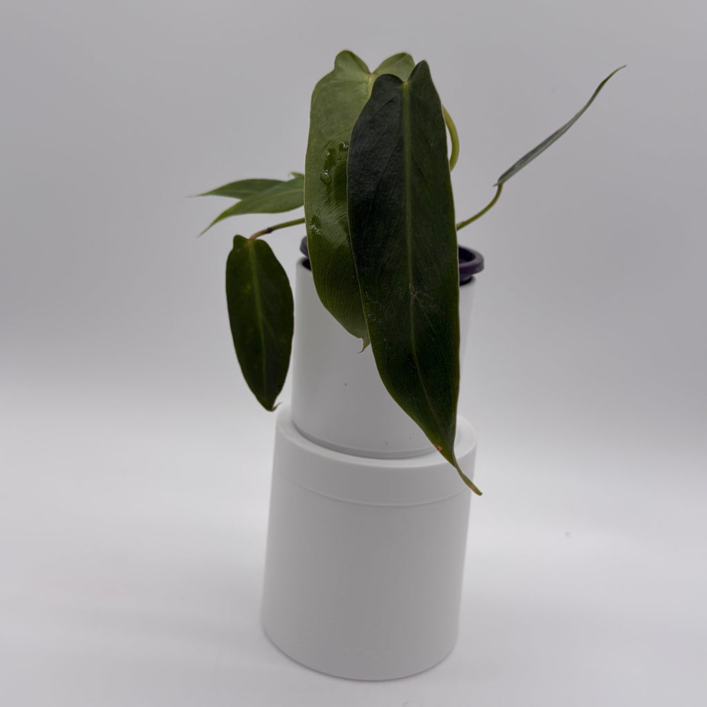 Philodendron Spiritus Sancti