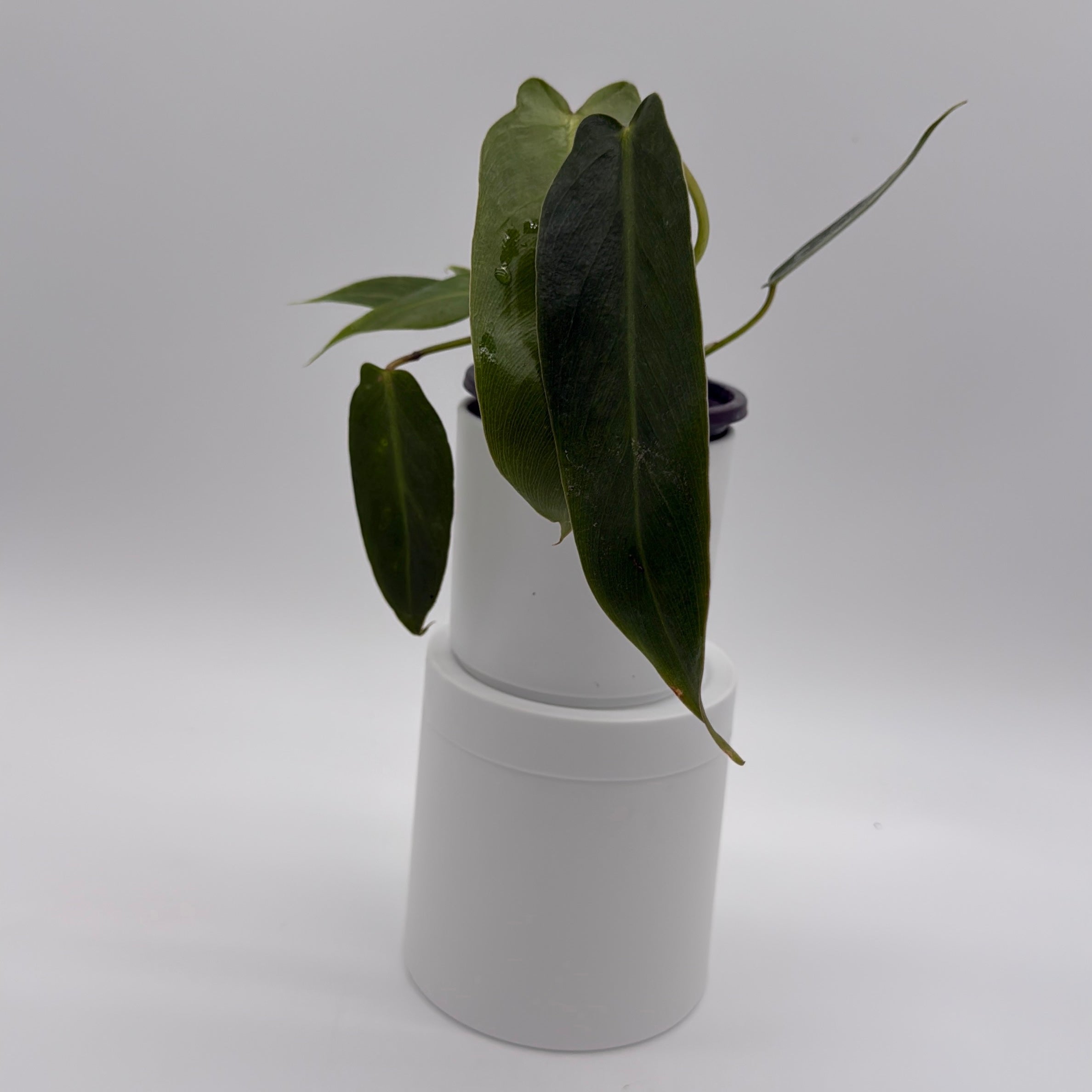 Philodendron Spiritus Sancti