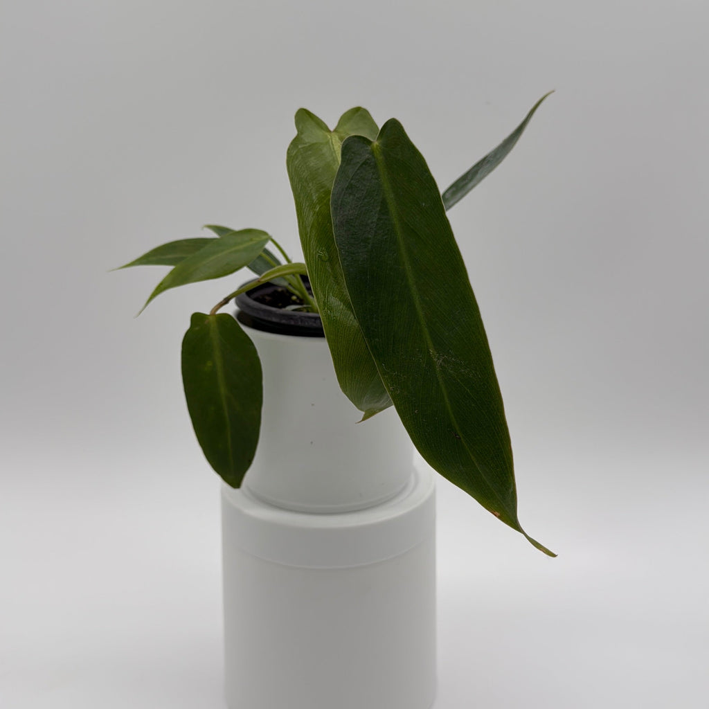 Philodendron Spiritus Sancti