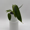 Philodendron Spiritus Sancti