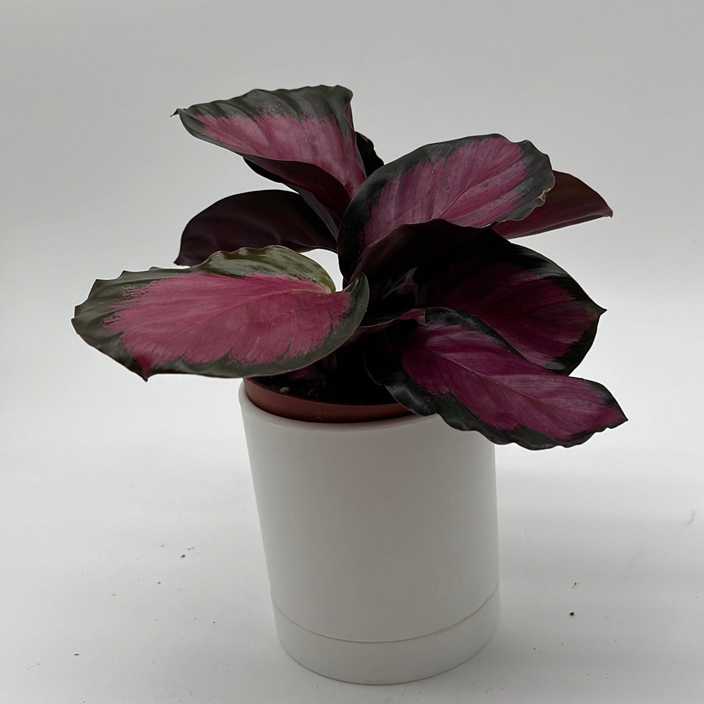 Calathea Pink Star Rosy