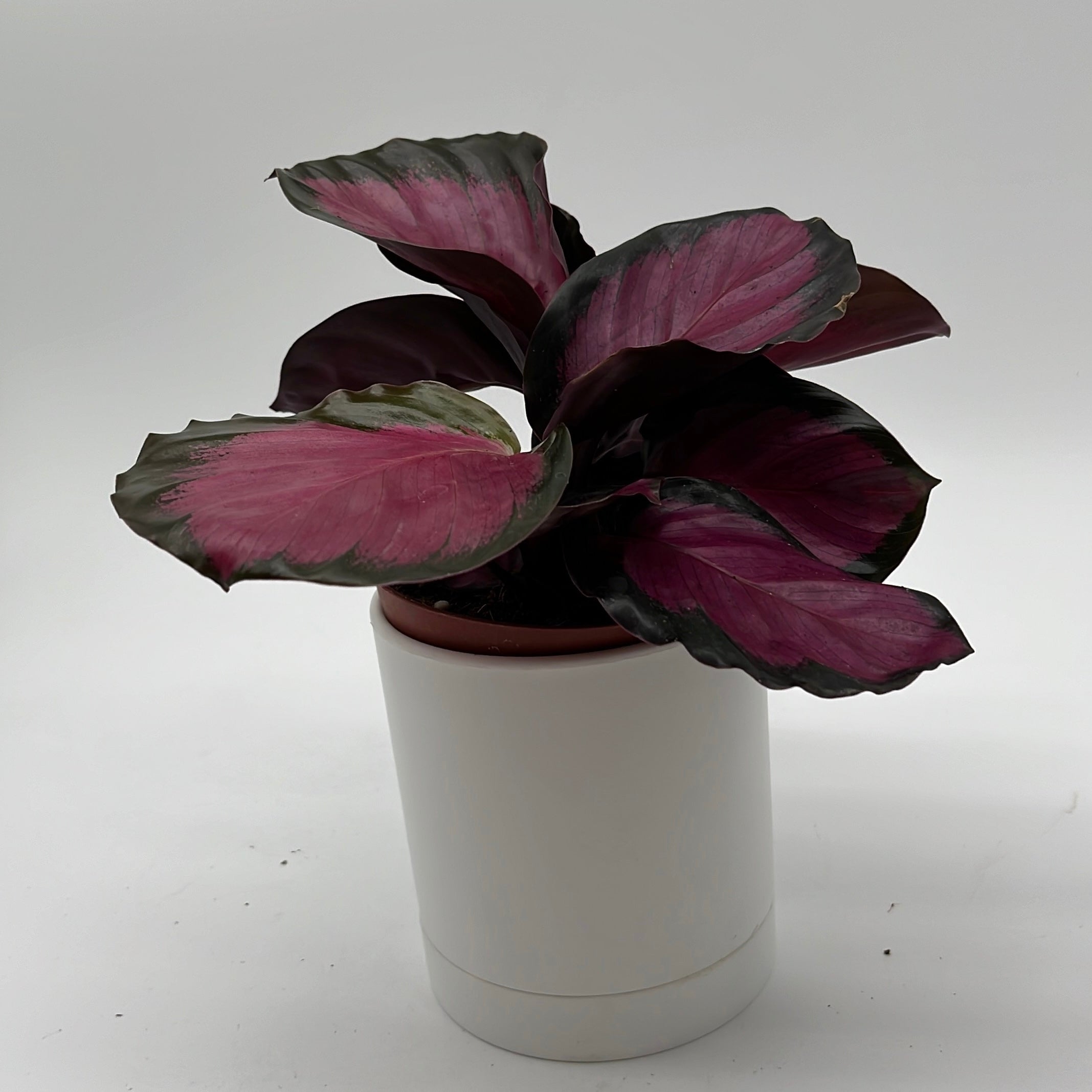 Calathea Pink Star Rosy