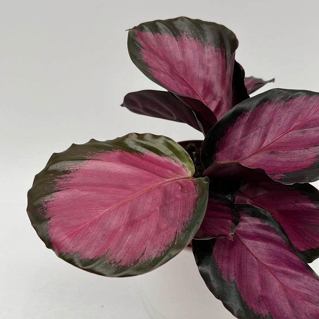 Calathea Pink Star Rosy