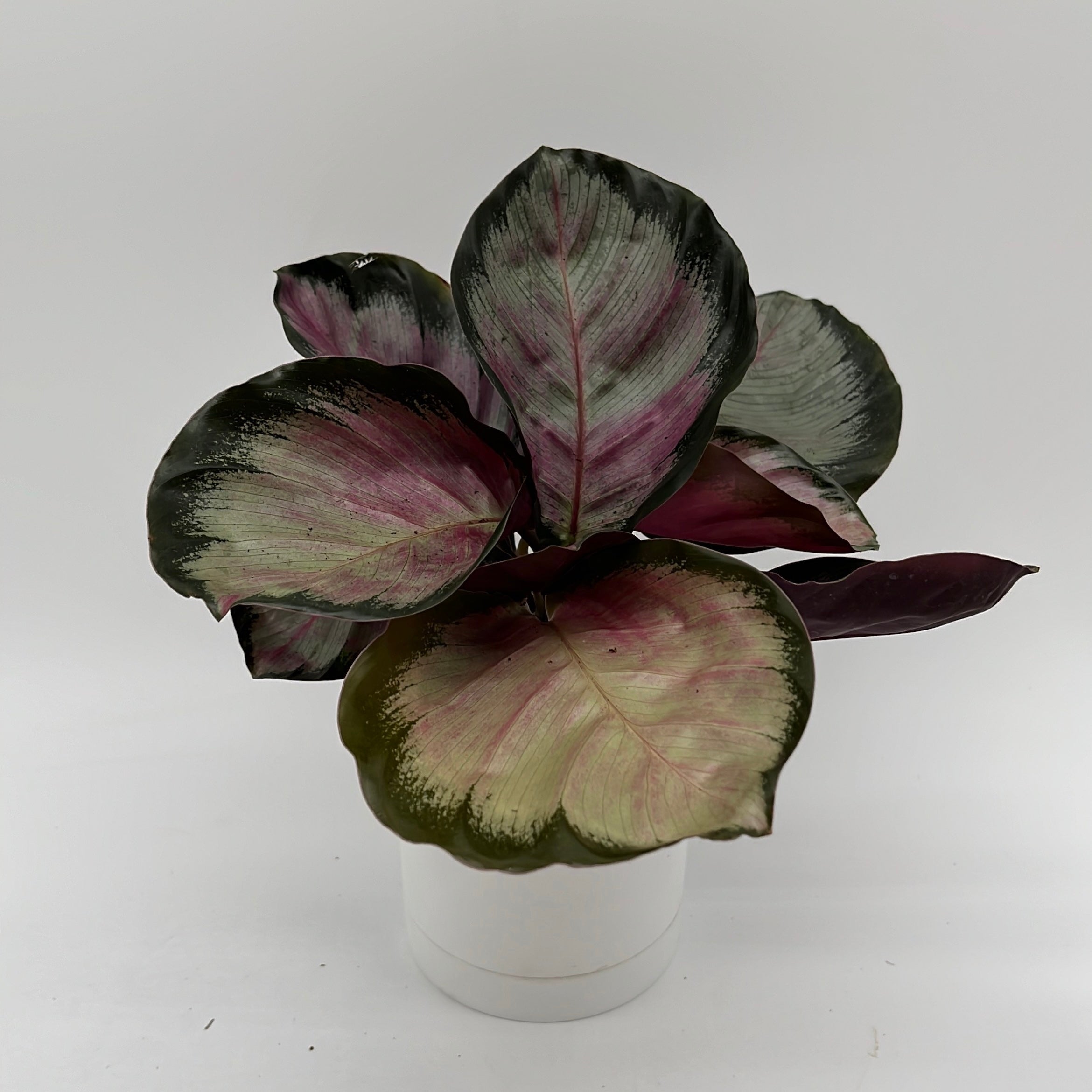 Calathea Roseopicta 'Pale Rosy'
