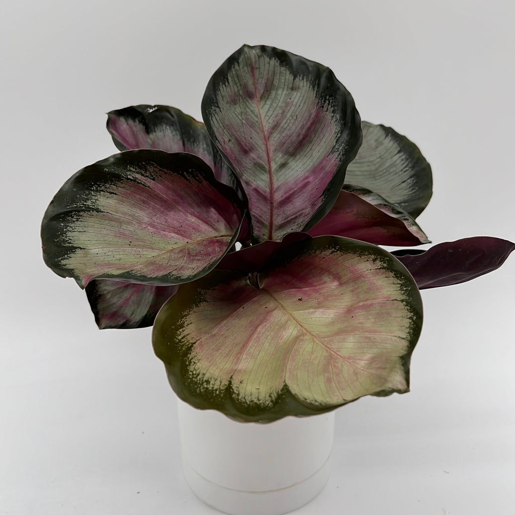Calathea Roseopicta 'Pale Rosy'