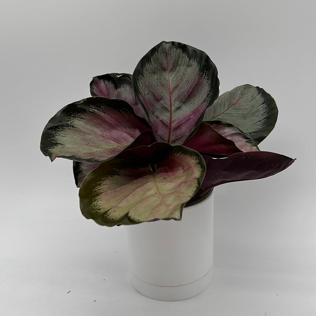 Calathea Roseopicta 'Pale Rosy'
