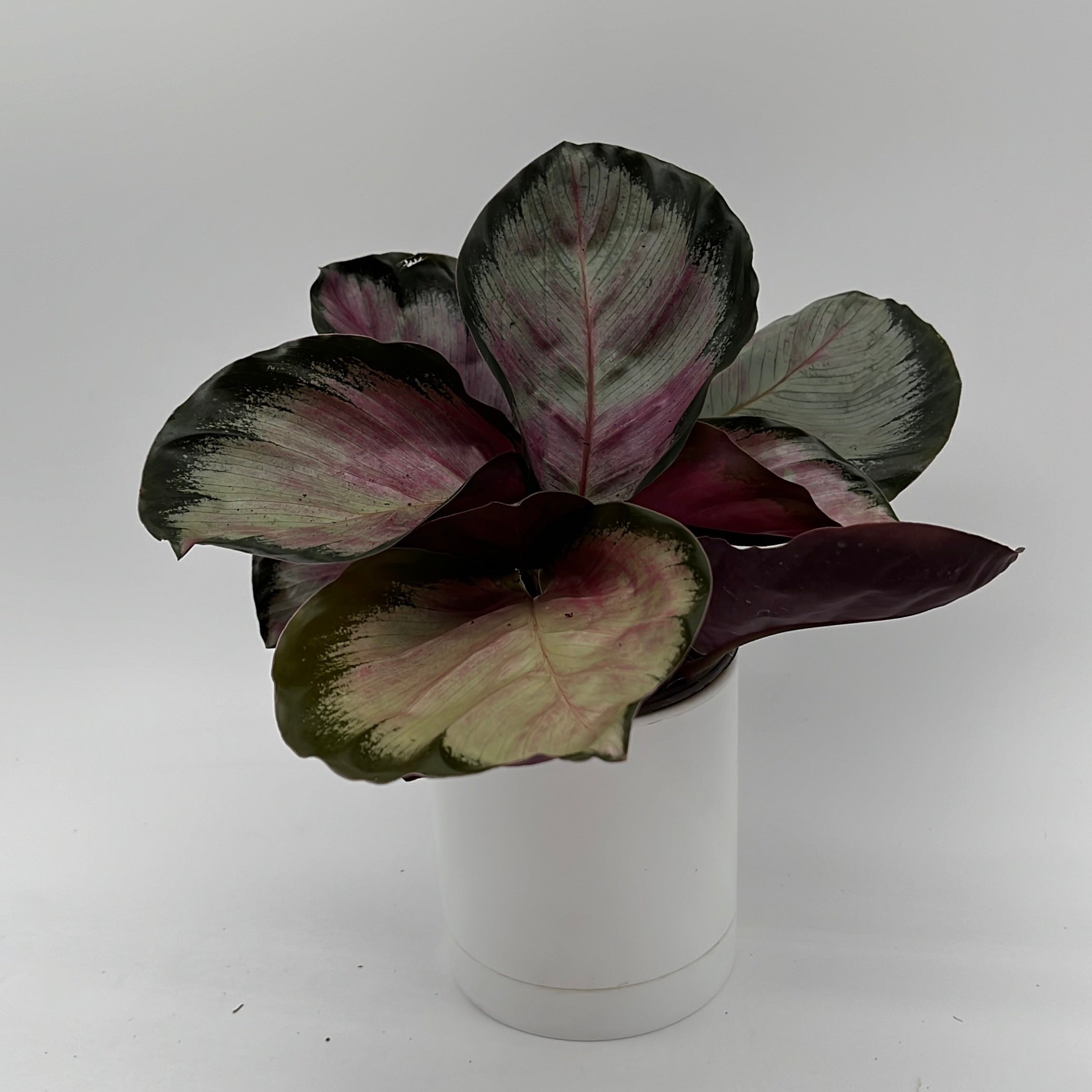 Calathea Roseopicta 'Pale Rosy'