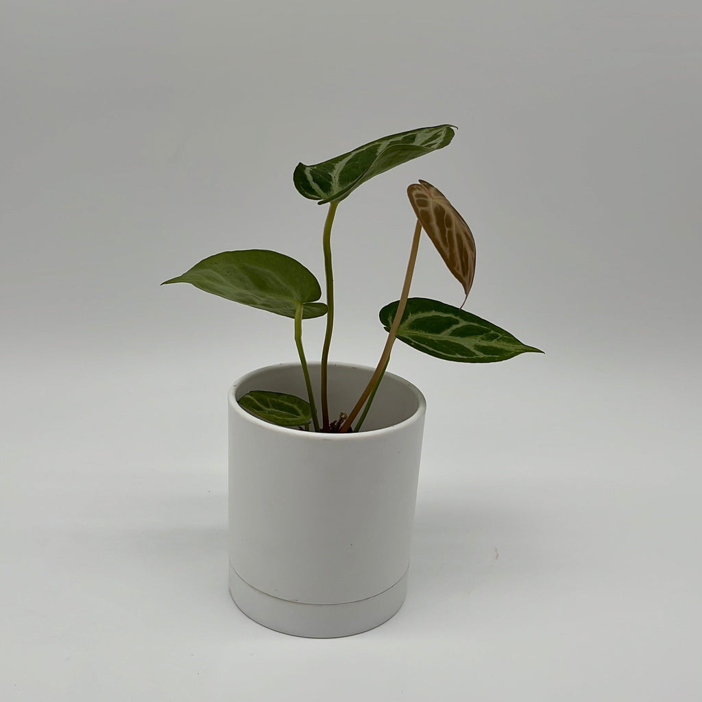 Anthurium Dorayakii 'Silver Blush'