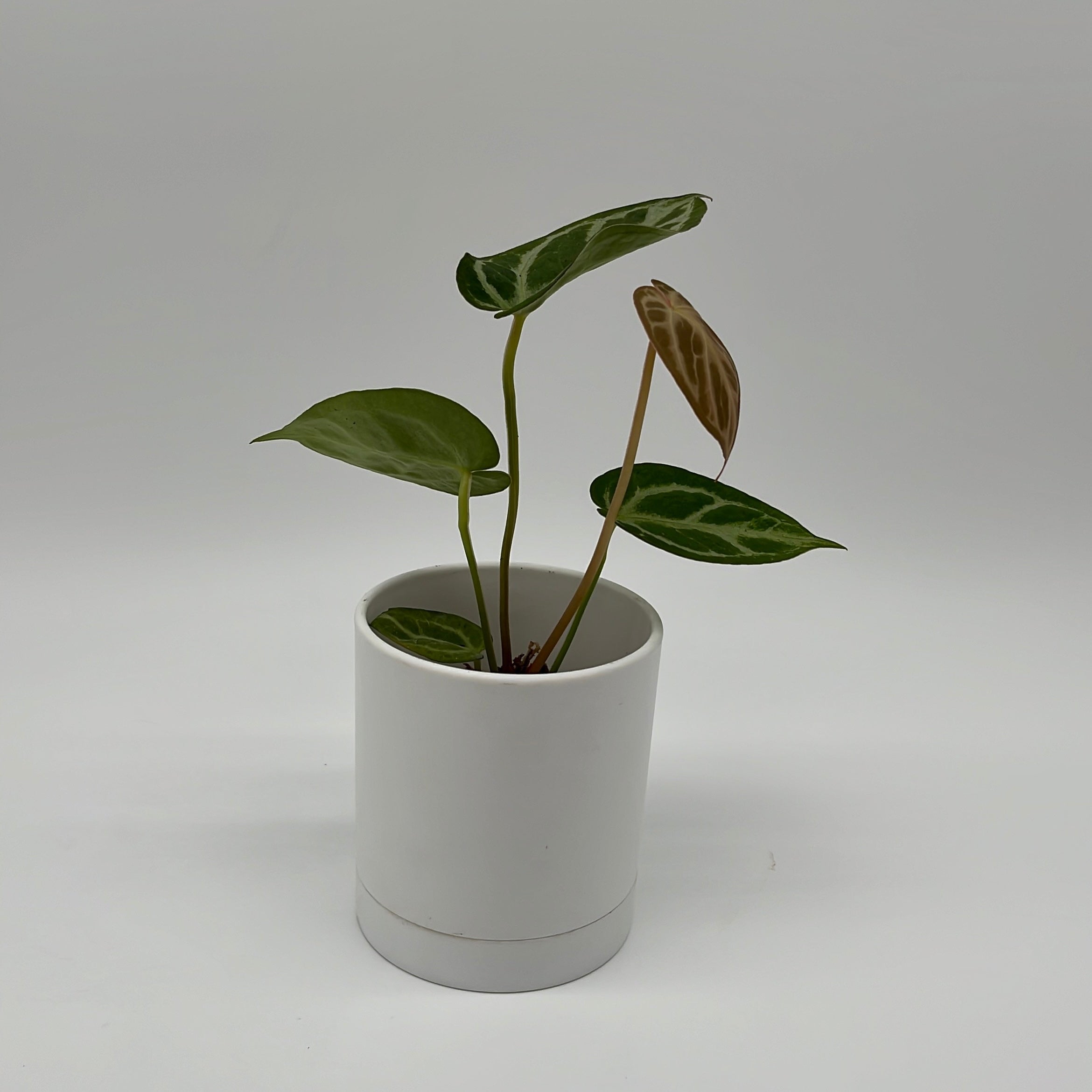 Anthurium Dorayakii 'Silver Blush'