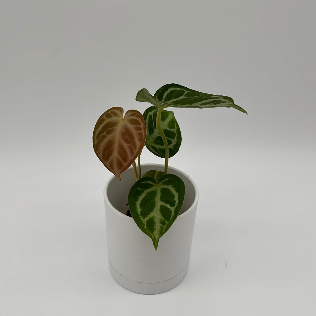 Anthurium Dorayakii 'Silver Blush'