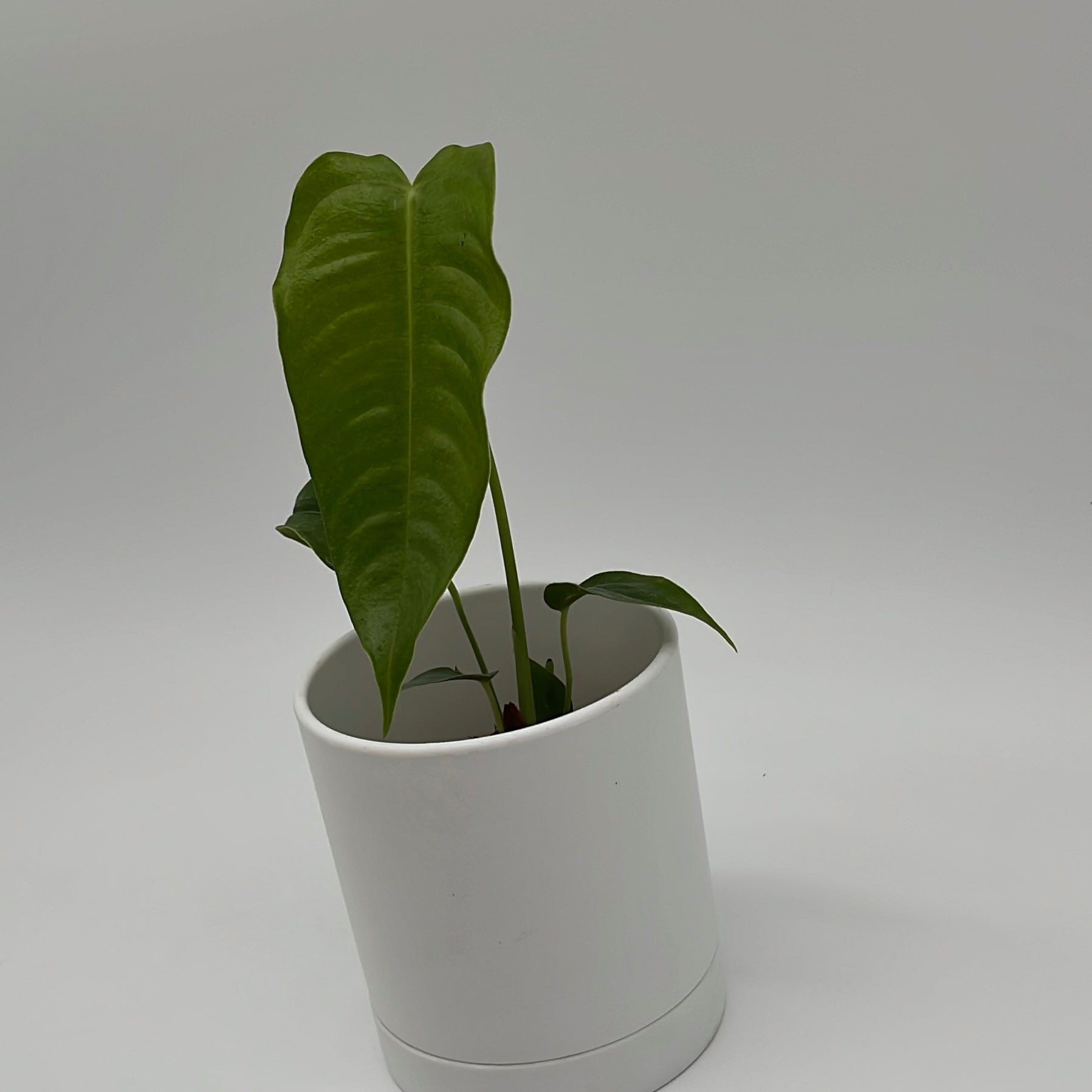 Anthurium Veitchii King