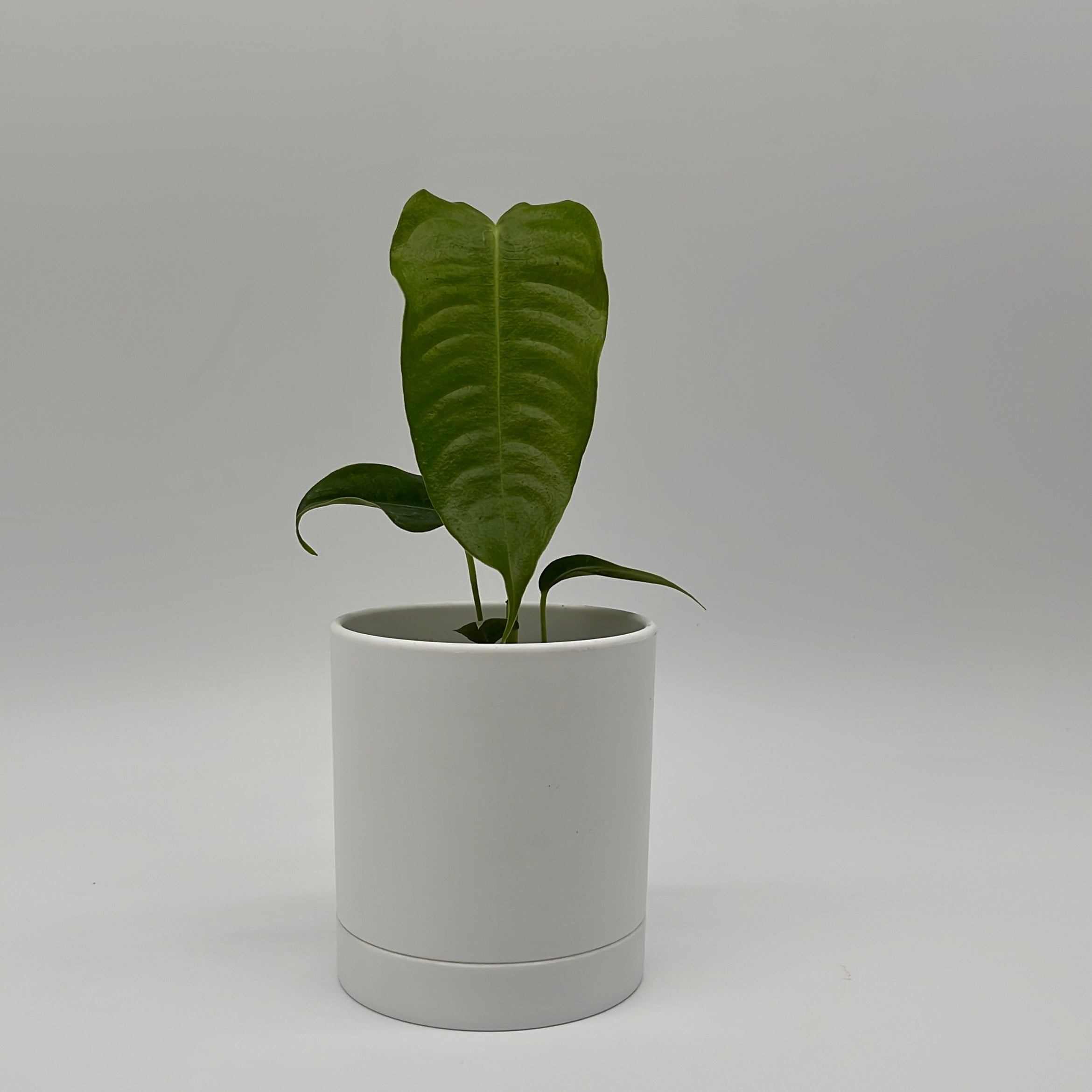 Anthurium Veitchii King