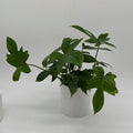 Philodendron 'Florida Green'