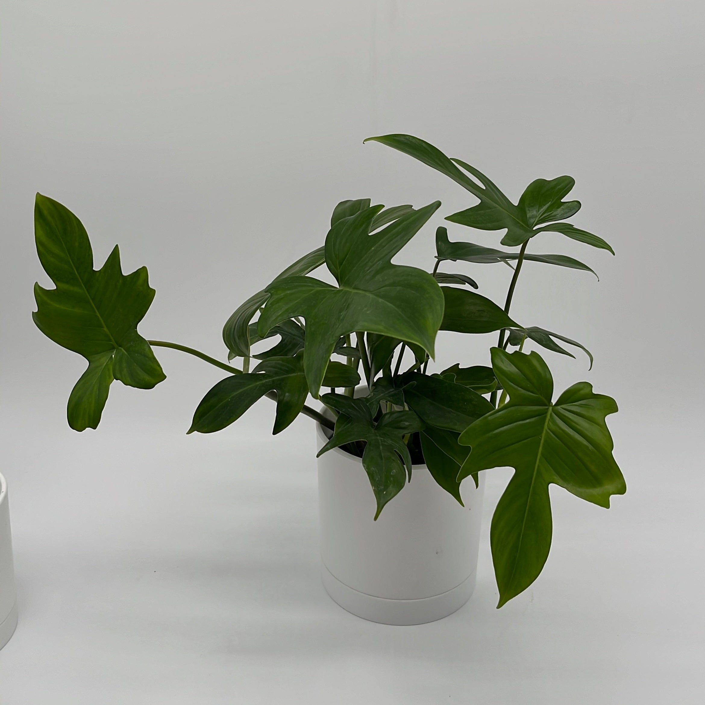 Philodendron 'Florida Green'