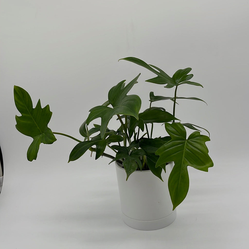 Philodendron 'Florida Green'