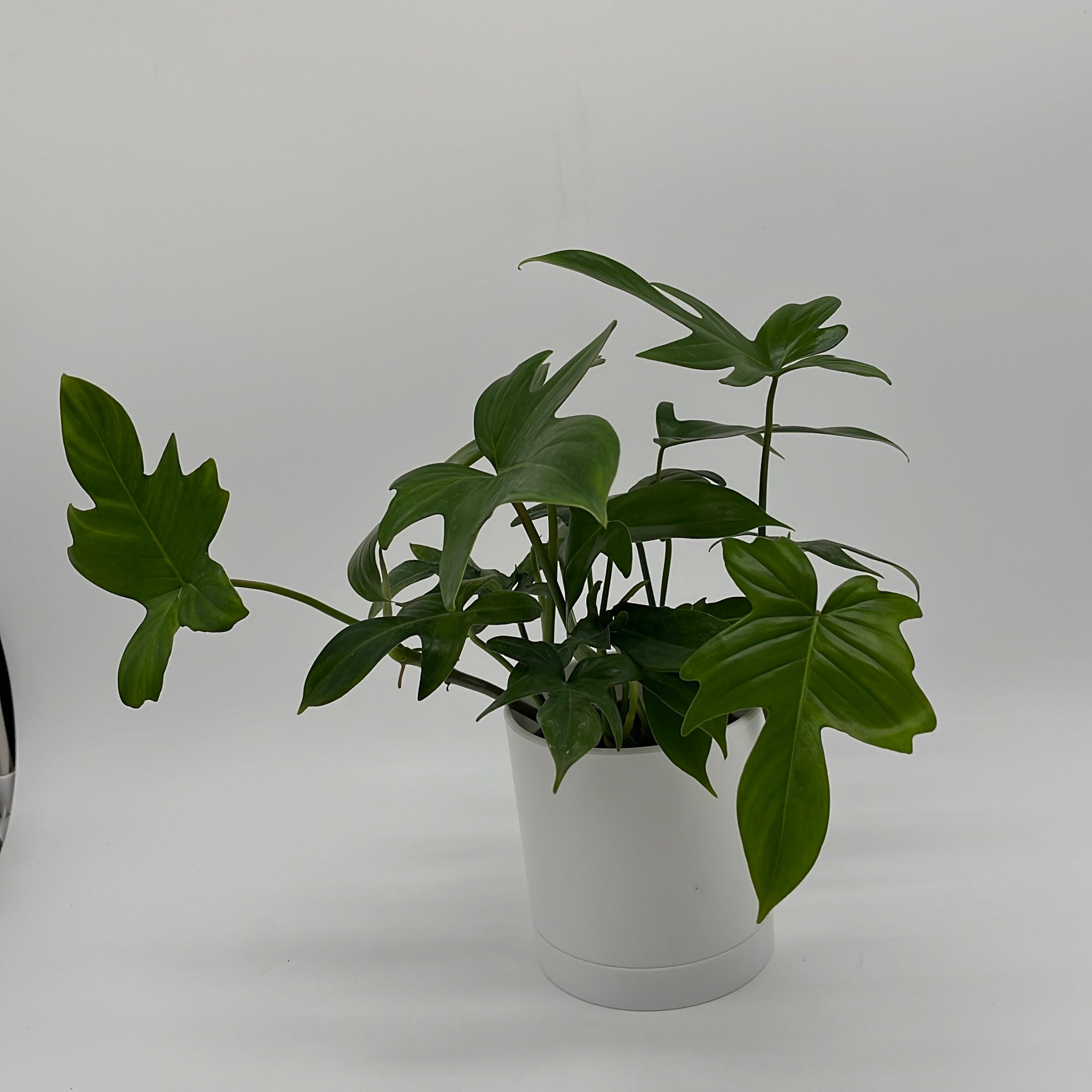 Philodendron 'Florida Green'