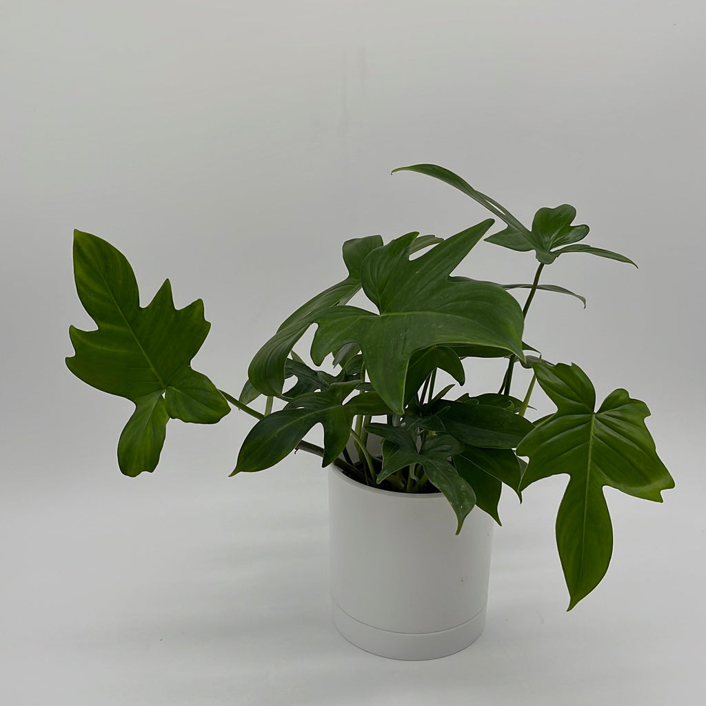 Philodendron 'Florida Green'