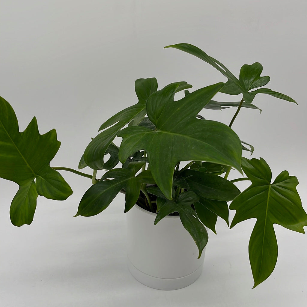 Philodendron 'Florida Green'