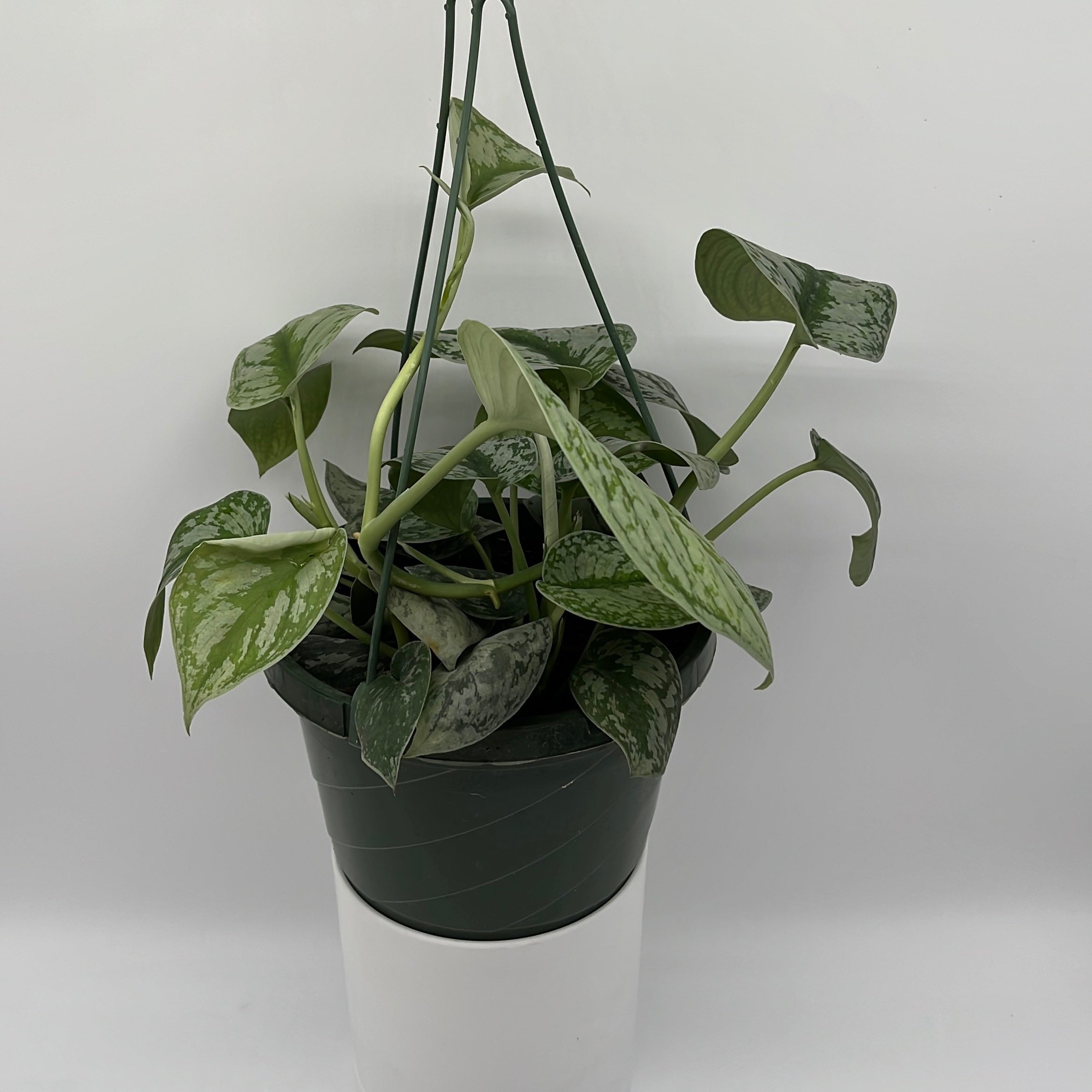 Pothos Silver 'Scindapsus Pictus'