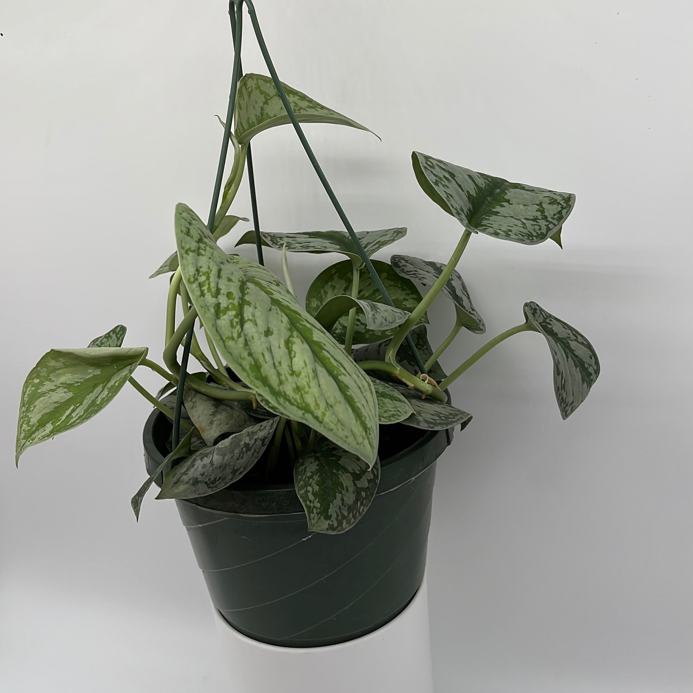 Pothos Silver 'Scindapsus Pictus'