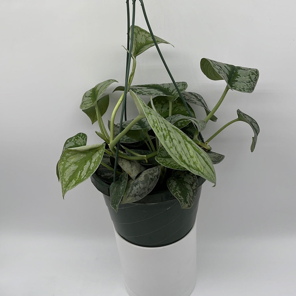 Pothos Silver 'Scindapsus Pictus'