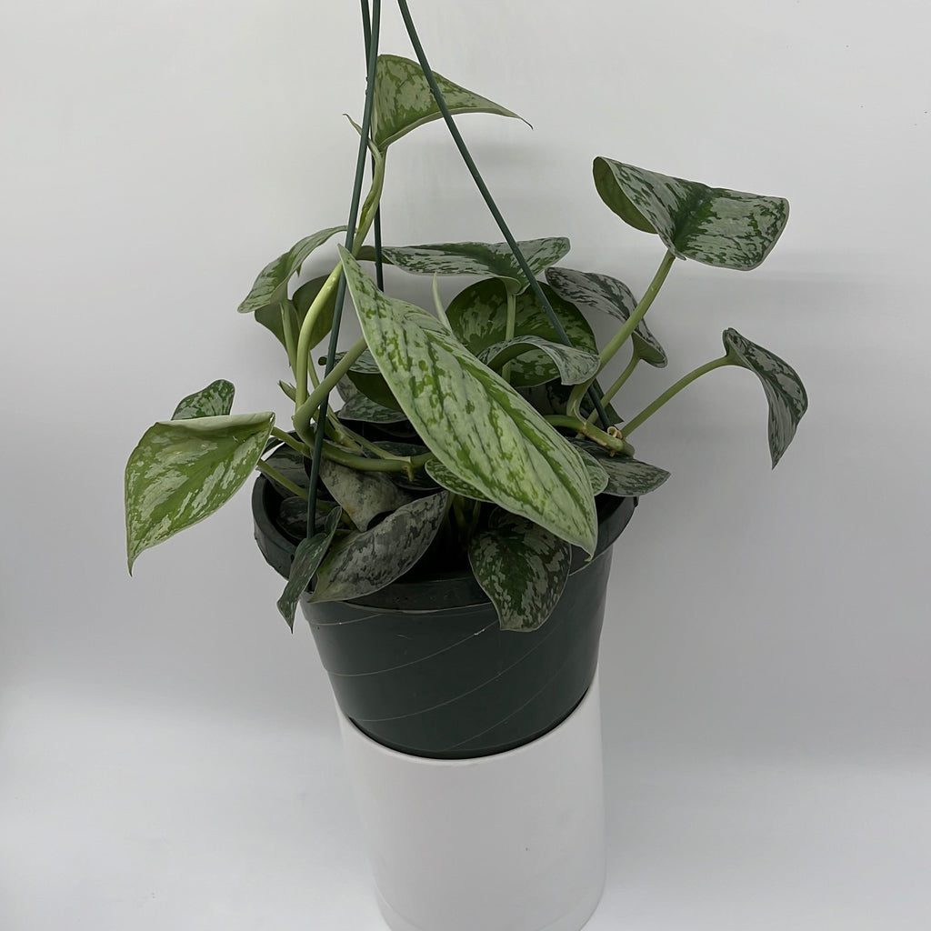 Pothos Silver 'Scindapsus Pictus'