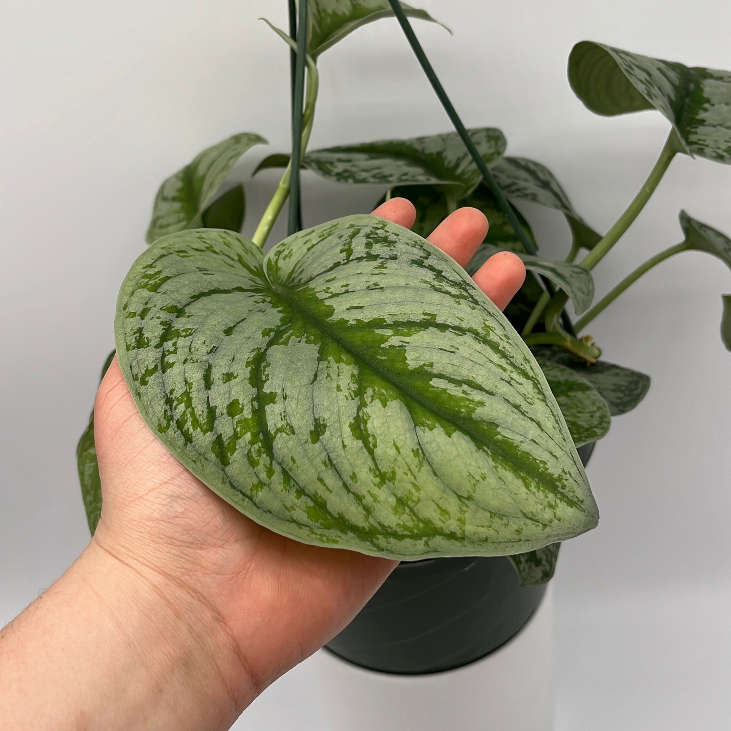 Pothos Silver 'Scindapsus Pictus'