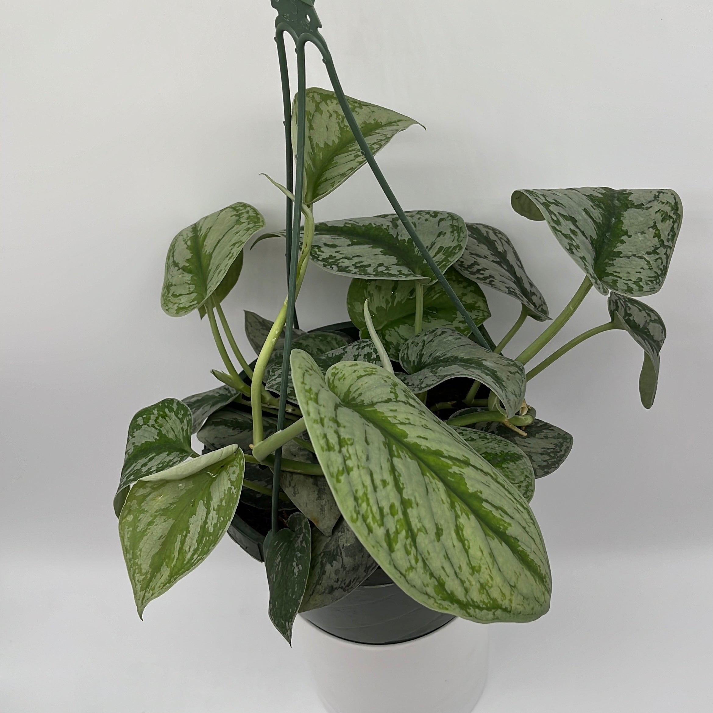 Pothos Silver 'Scindapsus Pictus'