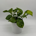 Pothos Guacamole