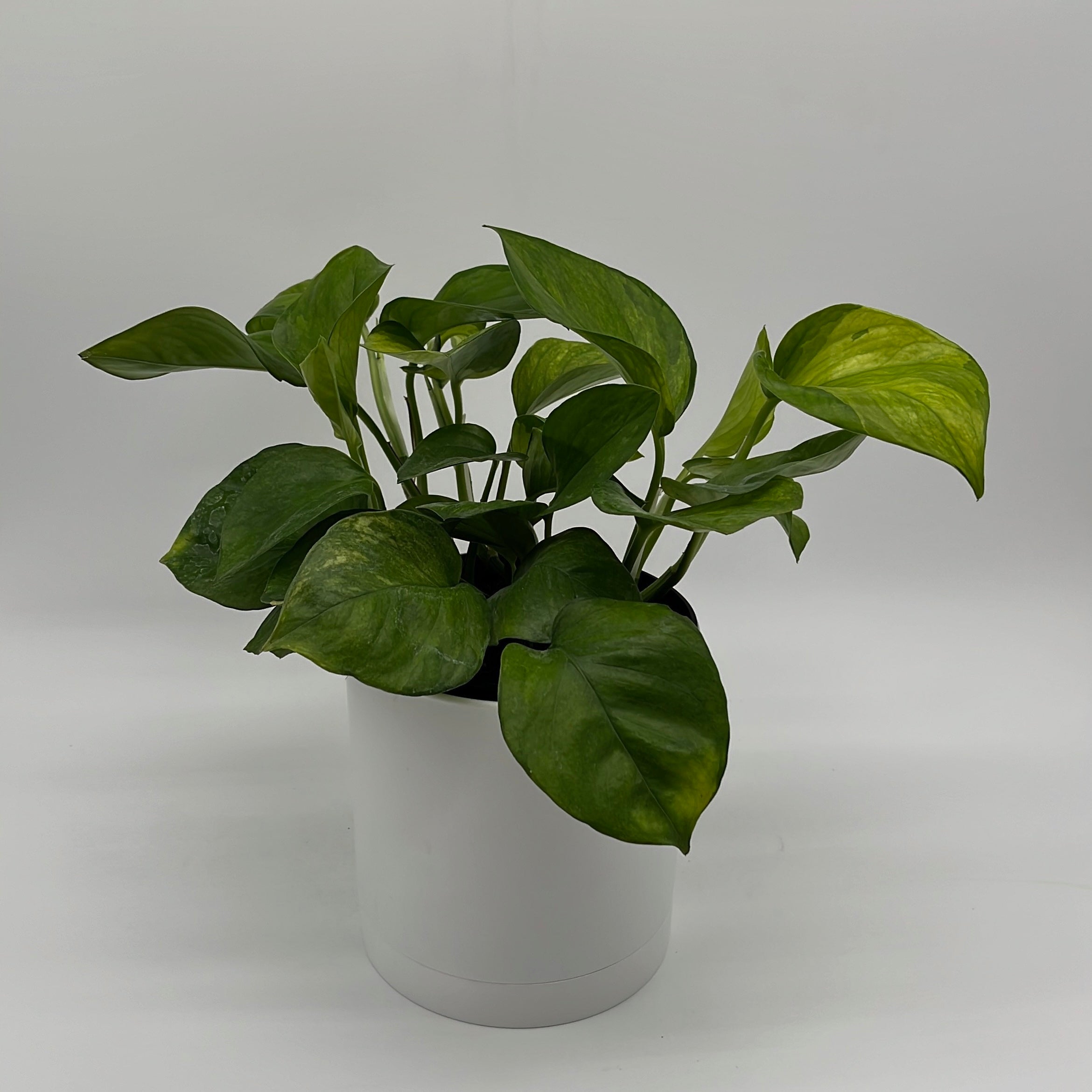 Pothos Guacamole