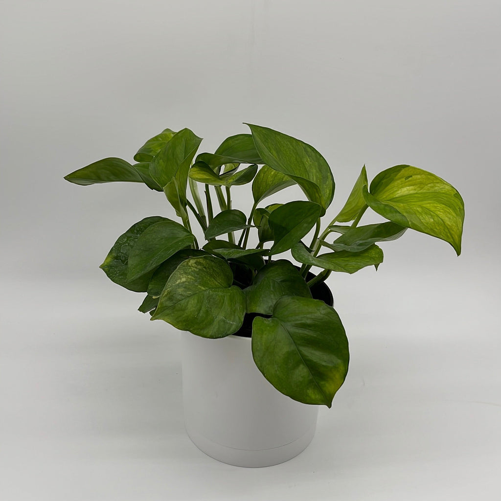 Pothos Guacamole