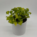 Pothos N'Joy Neon