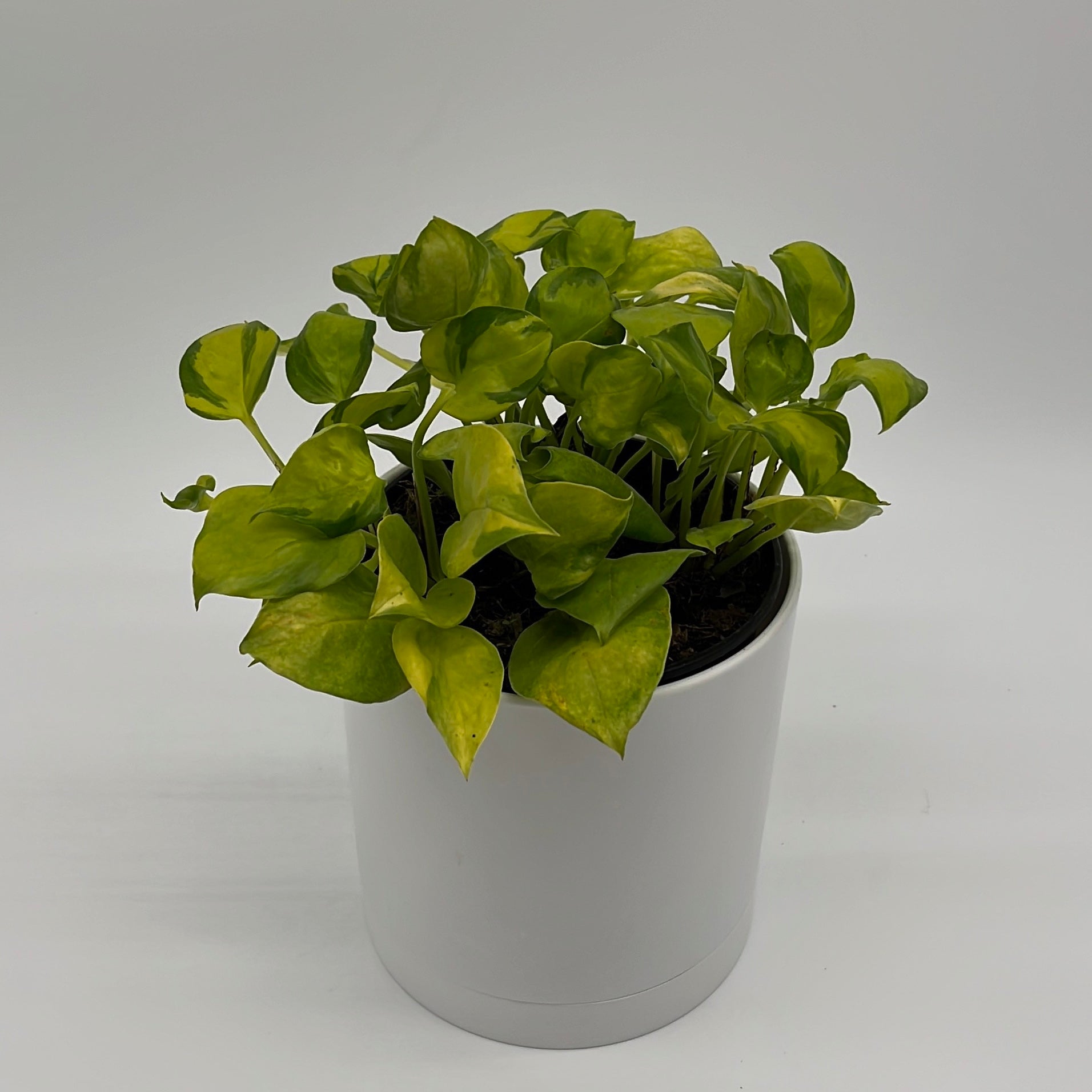 Pothos N'Joy Neon