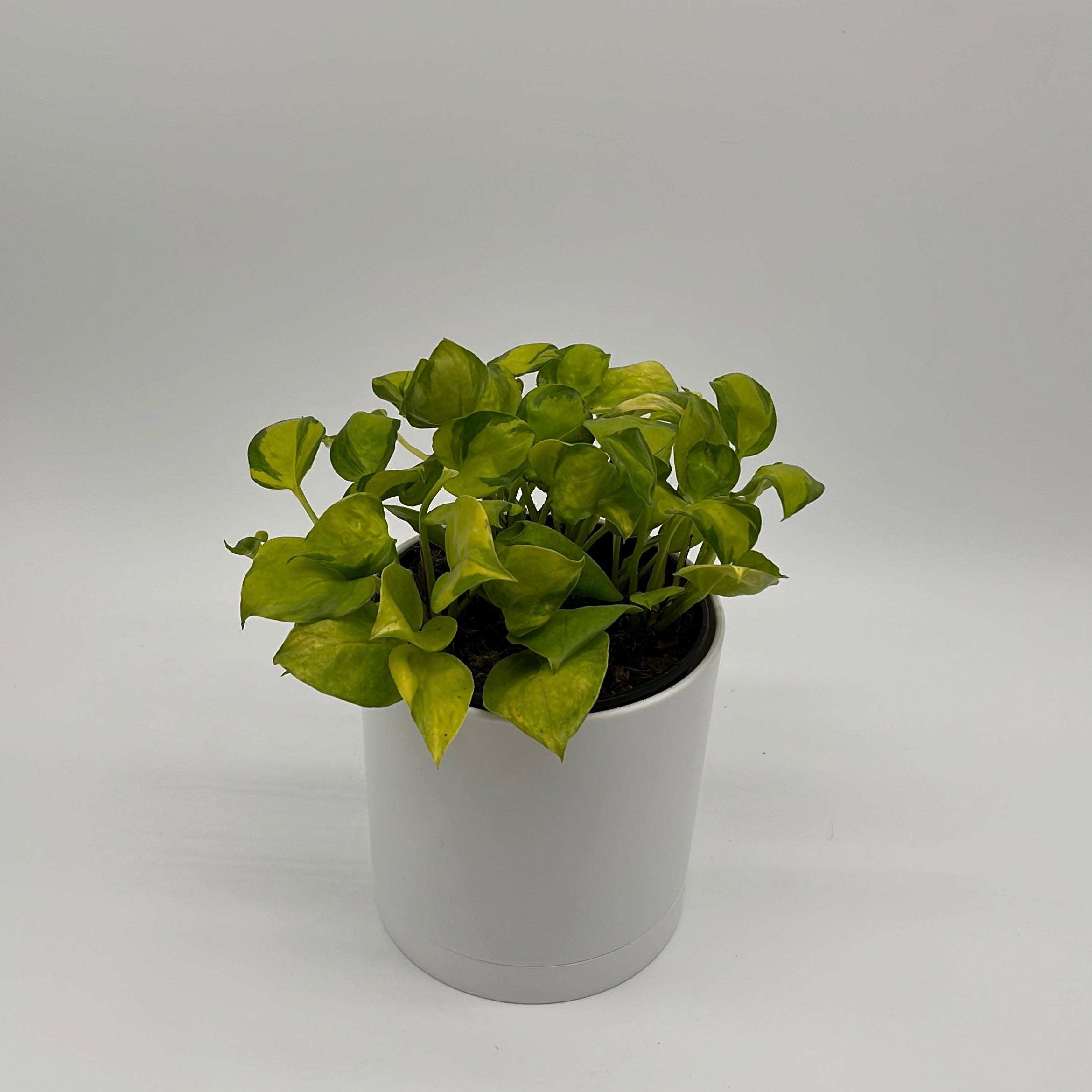 Pothos N'Joy Neon