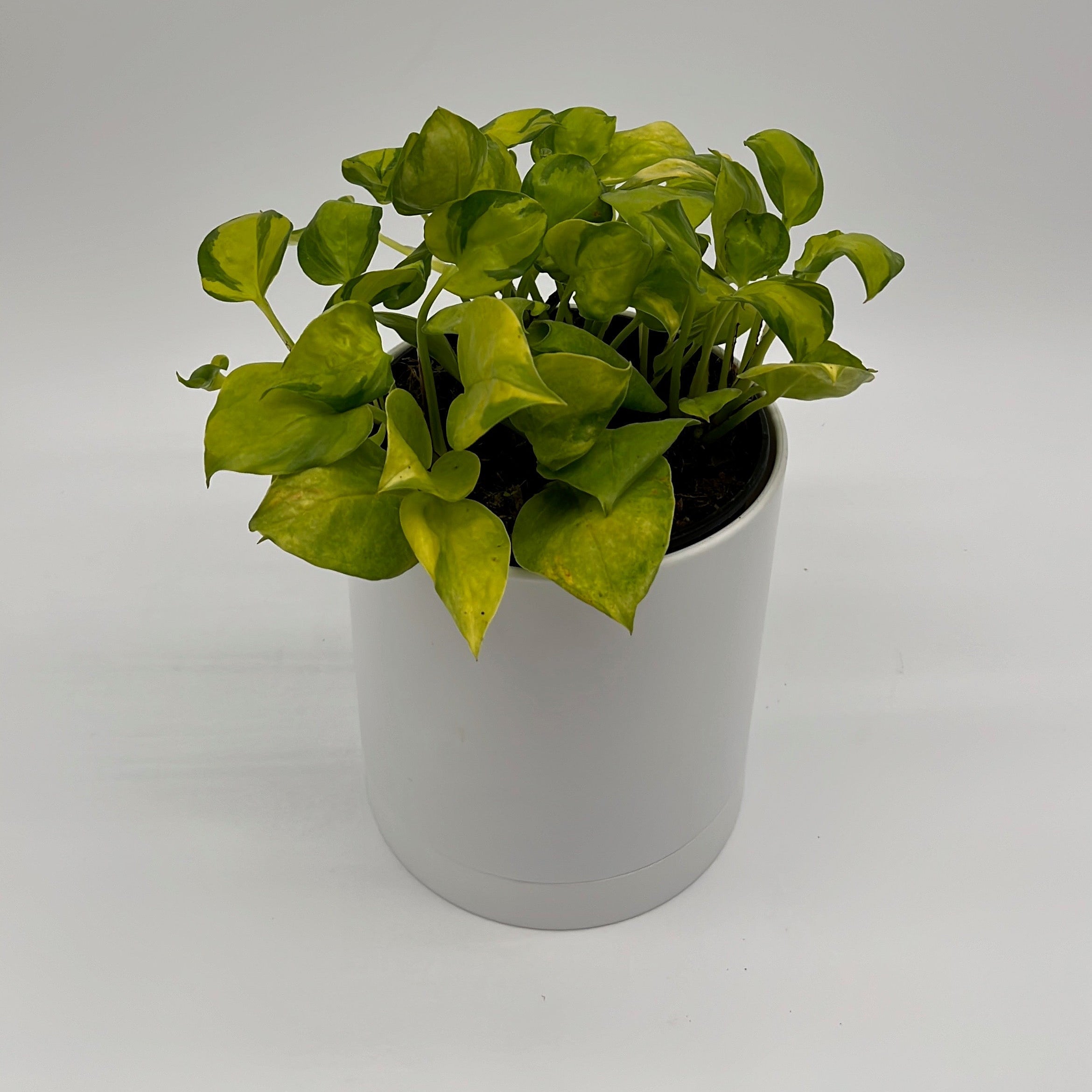 Pothos N'Joy Neon