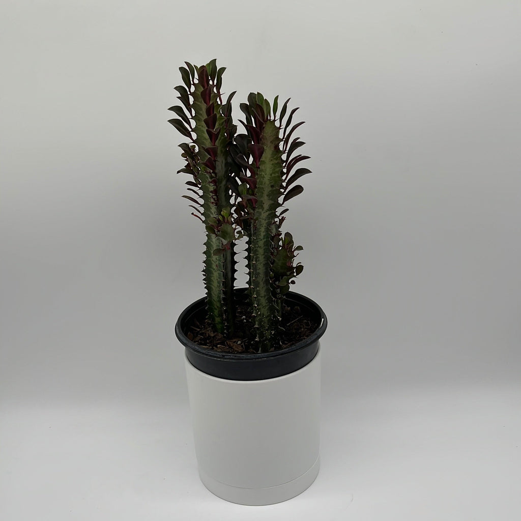 Euphorbia Trigona (Red)