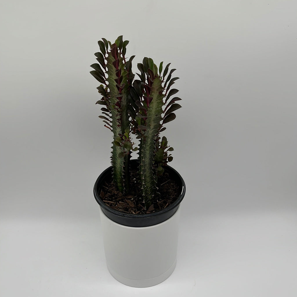 Euphorbia Trigona (Red)