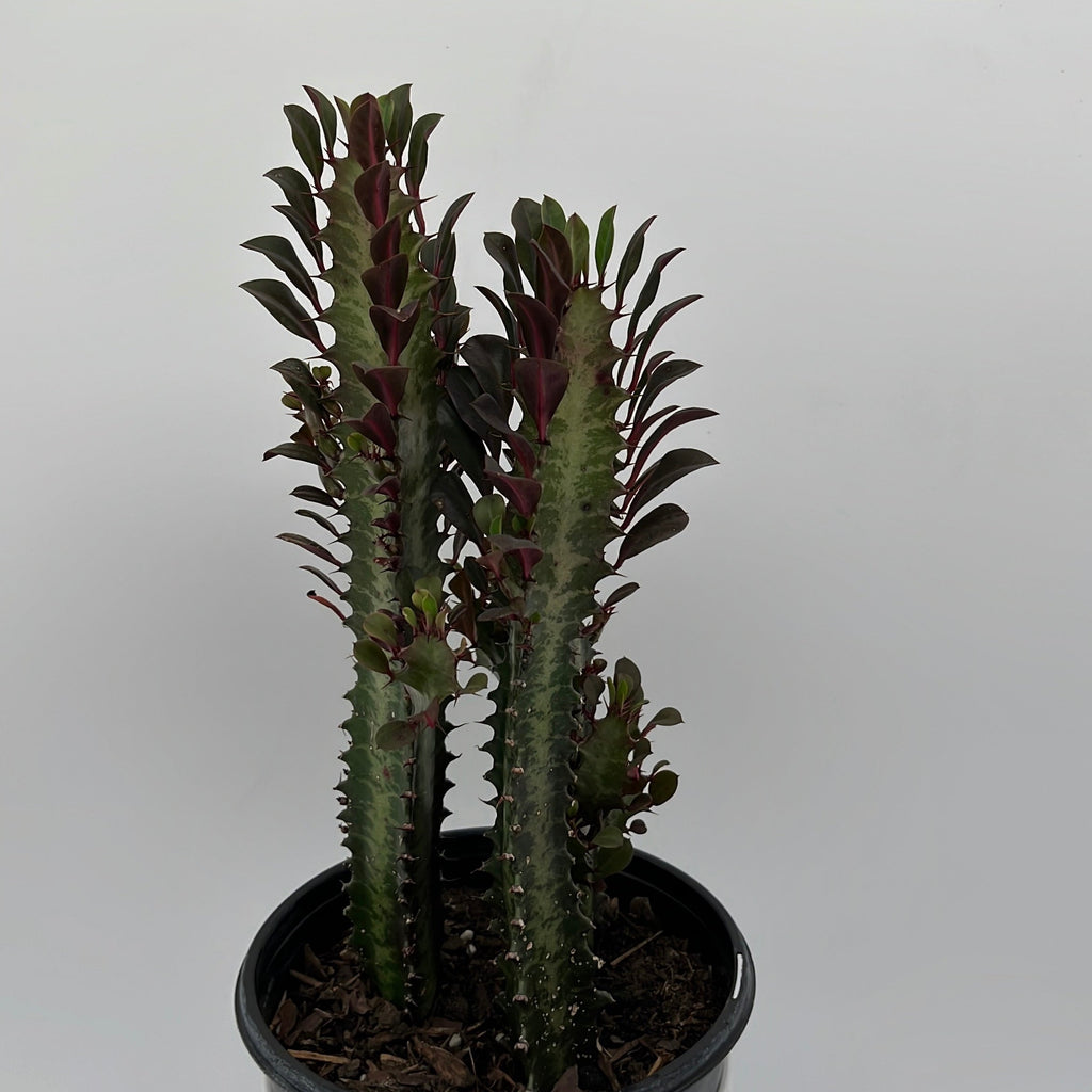 Euphorbia Trigona (Red)